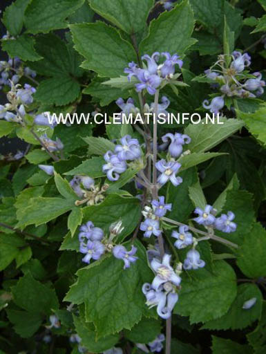 Clematis Heracleifolia Blue Dwarf Esveld Shop