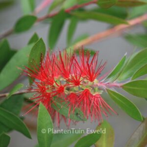 Callistemon rugulosus