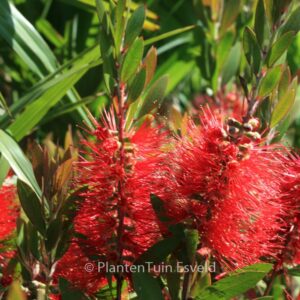 Callistemon rugulosus