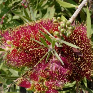 Callistemon rugulosus