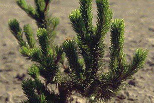 Pinus contorta 'Spaan's Dwarf'