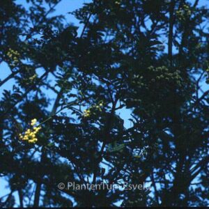 Sorbus 'Joseph Rock'
