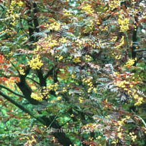 Sorbus 'Joseph Rock'