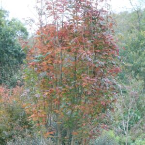 Sorbus 'Joseph Rock'