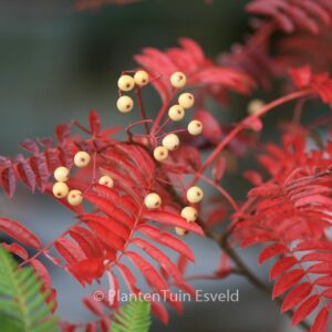 Sorbus 'Joseph Rock'