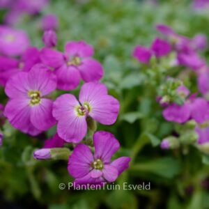 Aubrieta 'Axcent Lilac'