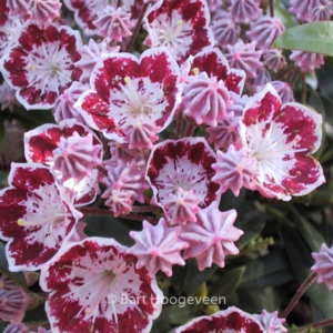 Kalmia latifolia 'Minuet'