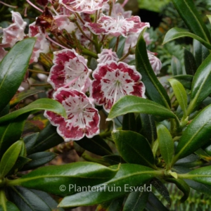 Kalmia latifolia 'Minuet'