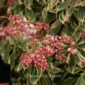 Pieris japonica 'Ralto'