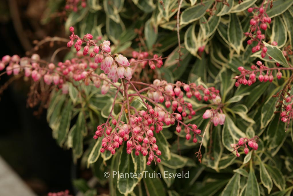 Pieris japonica 'Ralto'