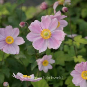 Anemone hybrida 'Serenade'