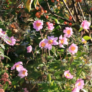 Anemone hybrida 'Serenade'