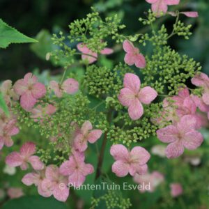 Hydrangea heteromalla 'June Pink'