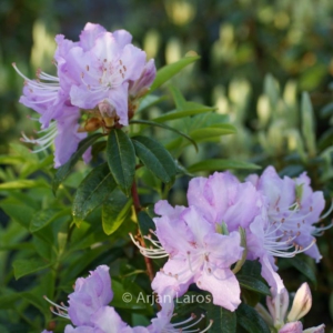 Rhododendron davidsonianum 'Lucky Hit'