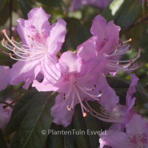 Rhododendron davidsonianum 'Lucky Hit'