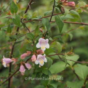 Abelia schumannii