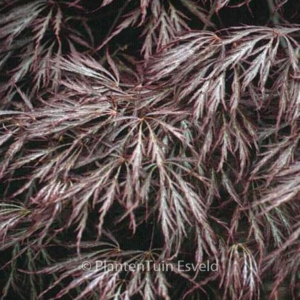 Acer palmatum 'Red Select'