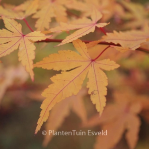 Acer palmatum 'Waka momiji'