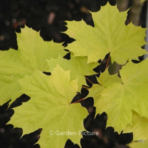 Acer platanoides 'Princeton Gold'