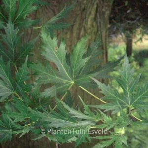 Acer saccharinum 'Wieri Laciniatum'