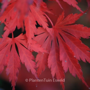 Acer palmatum 'Yasemin'