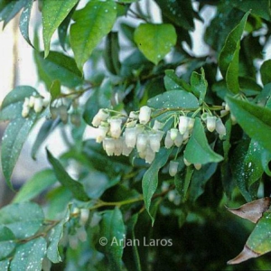 Leucothoe populifolia