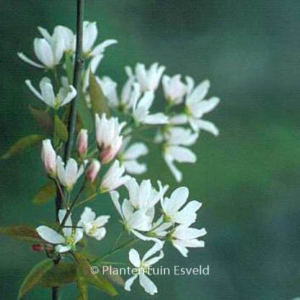 Amelanchier lamarckii 'Ballerina'