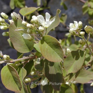 Amelanchier rotundifolia 'Helvetia'