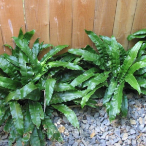 Phyllitis scolopendrium