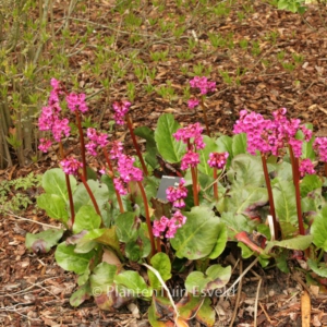 Bergenia 'Ouverture'