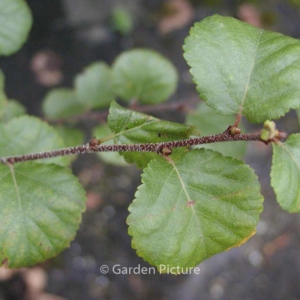 Betula fruticosa