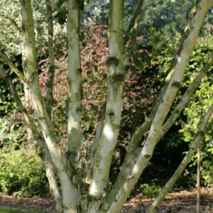 Betula utilis var. jacquemontii