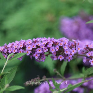 Buddleja davidii 'Free Petite Dark Pink'