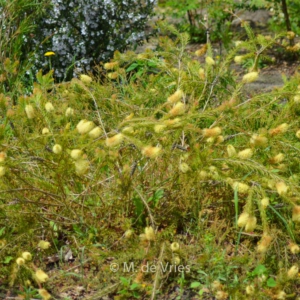 Callistemon sieberi