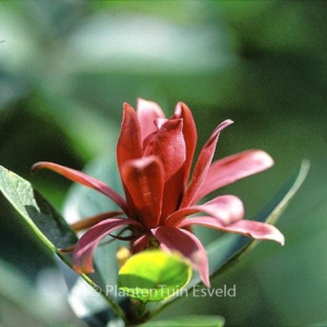 Calycanthus fertilis