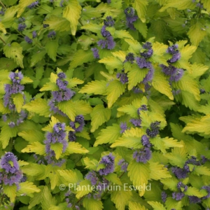 Caryopteris clandonensis 'Hint of Gold'