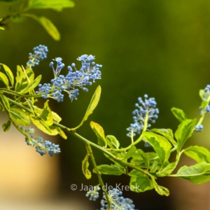 Ceanothus 'El Dorado'