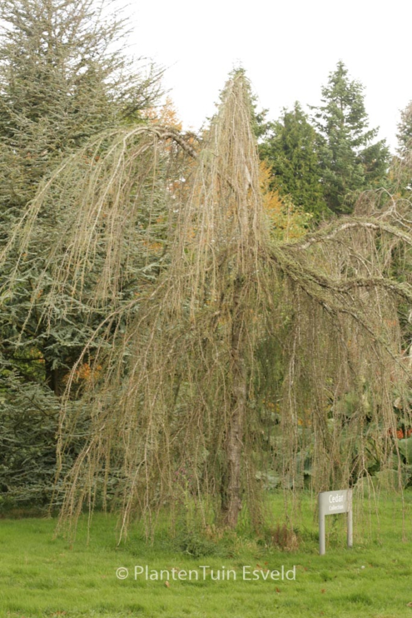 Cedrus atlantica