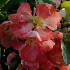 Chaenomeles superba 'Pink Trail'