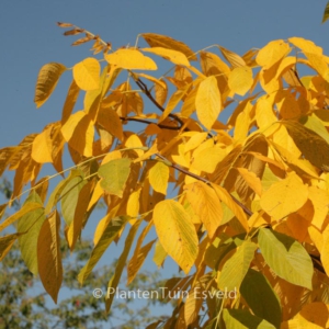 Cladrastis lutea