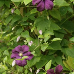 Clematis 'Violet Star'