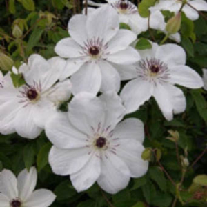 Clematis 'White Pearl'