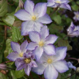 Clematis 'Lucky Charm'