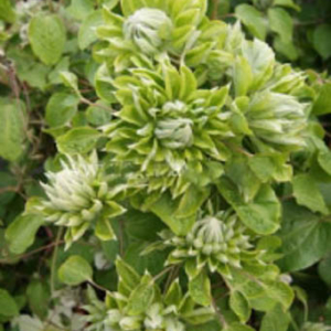 Clematis 'Green Passion'