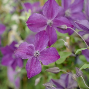 Clematis 'Super Night'