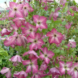 Clematis 'I am Happy'