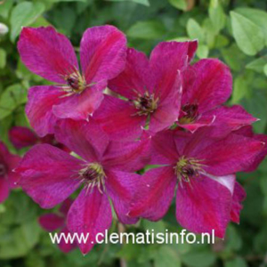 Clematis 'John Howells'