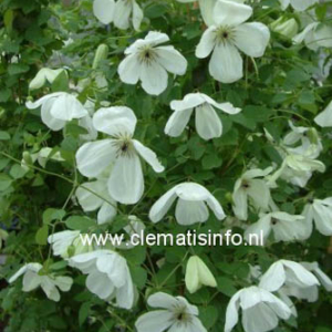 Clematis 'Maria Cornelia'