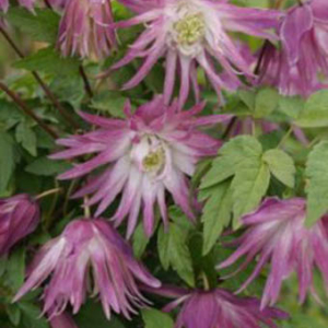 Clematis 'Sorbet'