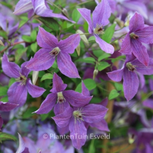 Clematis 'Sunny Sky'